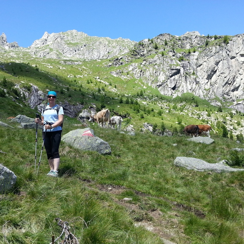 Grazing cattle on the high "piana"