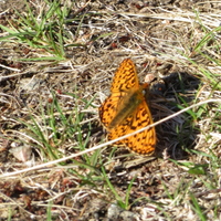 Braemar May 2018 (19)