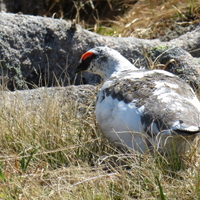 Braemar May 2018 (15)