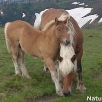 Nature 20