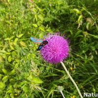 2nd Nature David Sadler