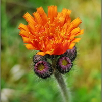 RT Wild Flower