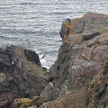 Reiff: Sea Cliff area