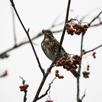 Winner, Nature: Duncan Peet