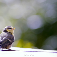 Runner-up, Nature: Claire Pumfrey