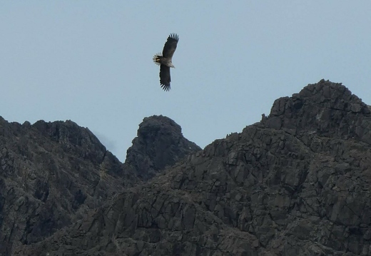 White-tailed sea eagle Gars-Bheinn behind