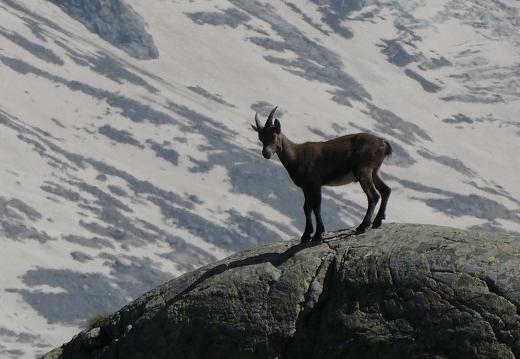 A young ibex