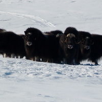 Muskoxen in defensive formation