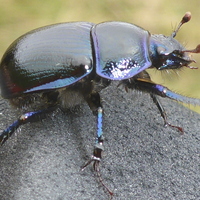 Beetle