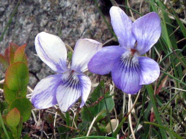 20080522-03Violets