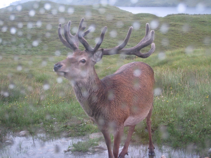 Deer From The Van Sat Morn