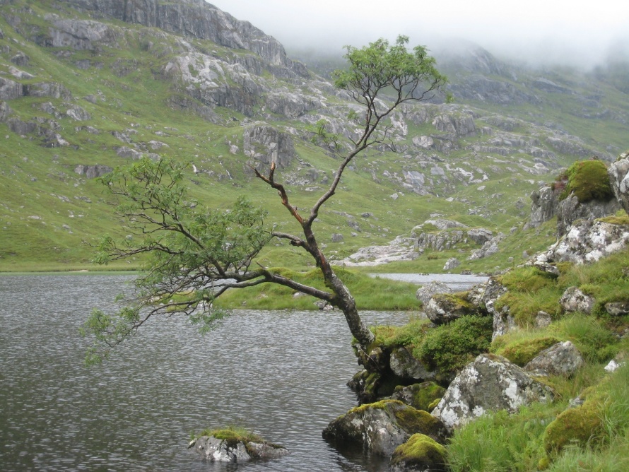 Lone tree