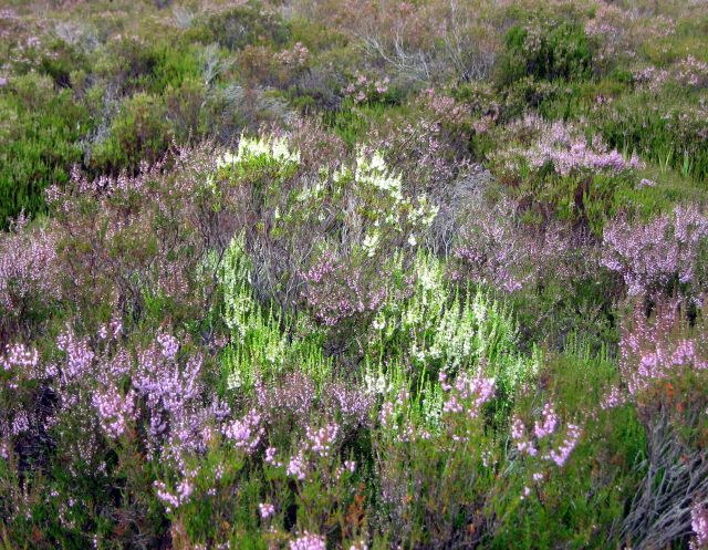 Lucky white heather? 2nd August 2009